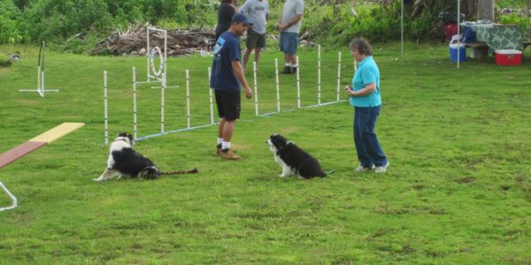 Dogs_checking_out_the_agility_course-entertainment_after_the_blessing